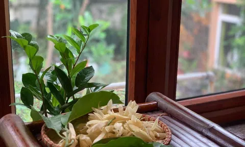 Dịu dàng hương hoa ngọc lan