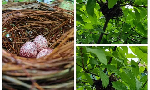 Chim Chào mào đơn thân