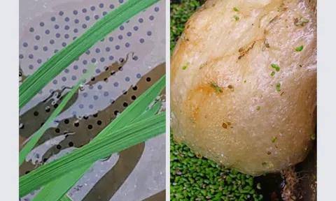 Nhớ tiếng ếch kêu