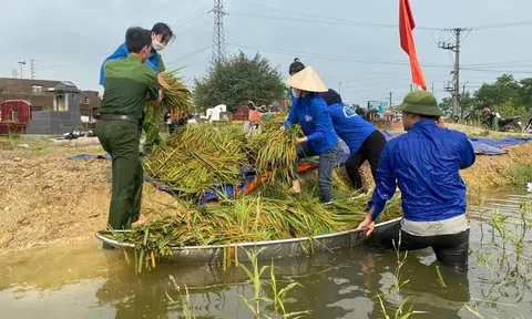 Vĩnh Phúc: Công an, đoàn viên thanh niên huyện Yên Lạc giúp dân gặt lúa bị ngập úng