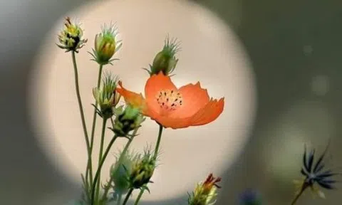 Chuyện người dưng