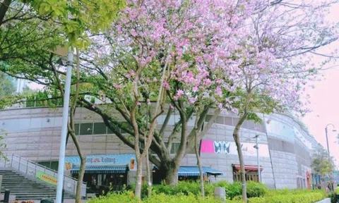 Tử kinh hoa hạ thuyết tam điền