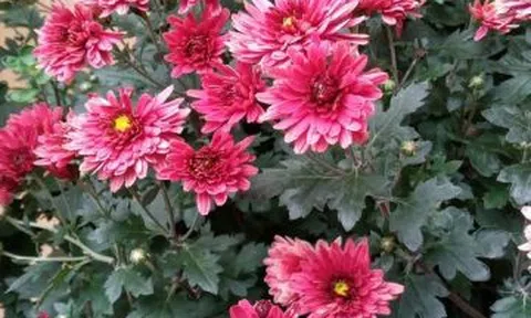 Mắc nghiện khi về hưu