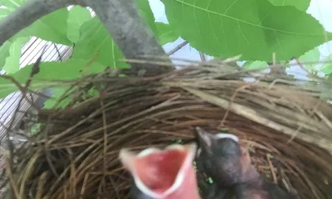 Tình mẫu tử của chim chào mào và niềm vui đã quay trở lại