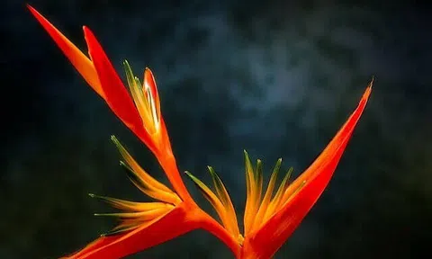 Khát khao làm mẹ