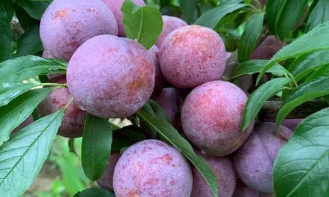 Tết Đoan Ngọ, nhớ ngày xưa