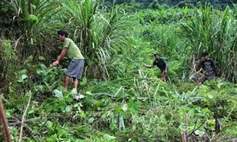 Làm rẫy ở chiến khu
