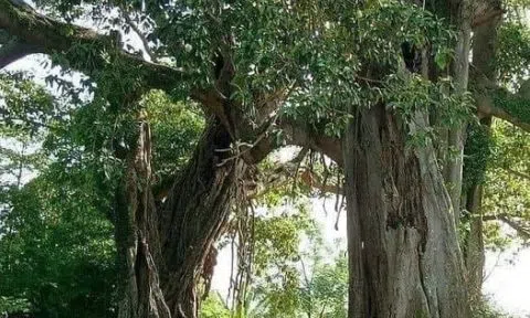 Người dưng