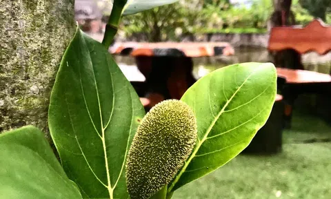 Bà nội với mảnh vườn