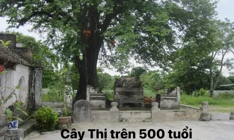 Hương thị quê nhà