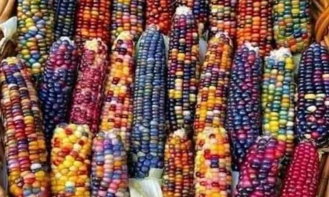 Thế hệ chúng tôi