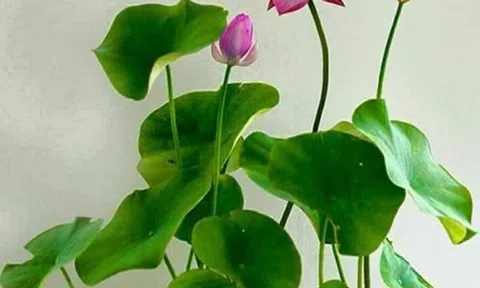 Tình người Thanh – Nghệ - Tĩnh