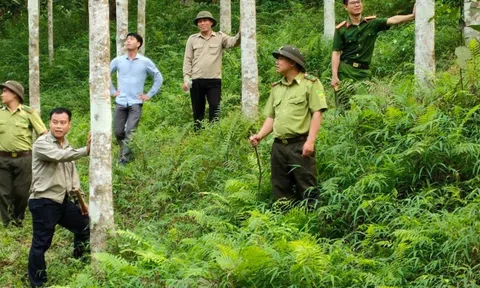 Tuyên Quang: Chiêm Hóa với công tác bảo vệ rừng tận gốc