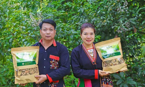 Hợp tác xã Thuốc nam họ Lý Ba Vì và hành trình “giữ lửa” nghề thuốc nam của người Dao