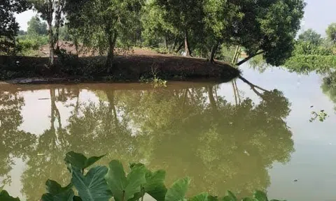 Chữa nọc bàn chân