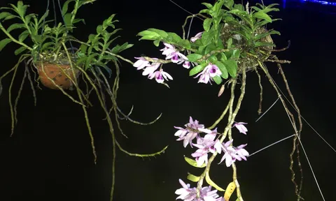 Hôn nhân đâu phải trò đùa