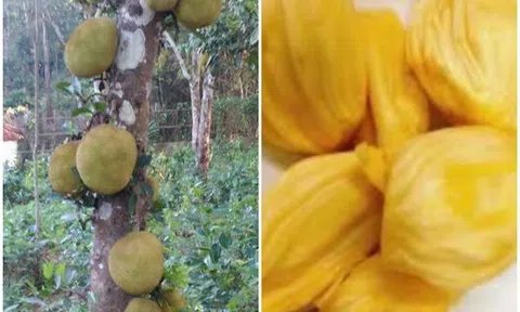 Mít ngon anh chén cả xơ