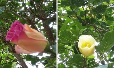 Những bông hoa bồ đề