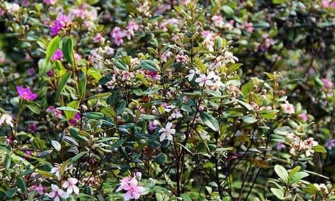 Màu tím yêu thương