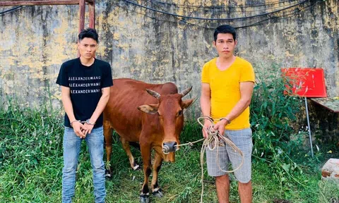 Vĩnh Phúc: Công an huyện Tam Đảo bắt 2 đối tượng trộm cắp bò