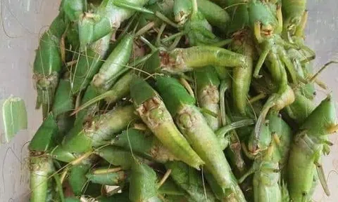 Mùi Muỗm nướng