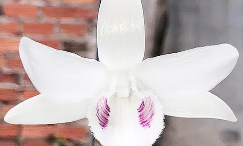 Chơi lan