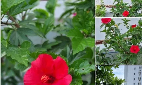 Chuyện về cây hoa dâm bụt