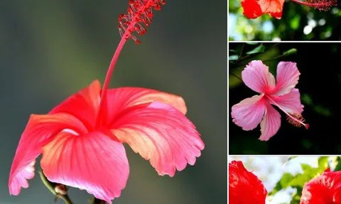 Dâm bụt, giâm bụt hay râm bụt?