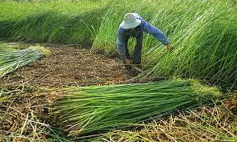 Làng chiếu Thạch Tân