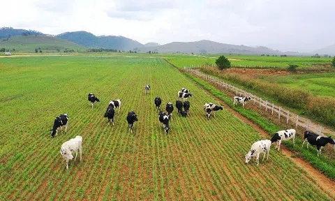 Vinamilk vào Top 5 cổ phiếu đáng quan tâm của Đông Nam Á