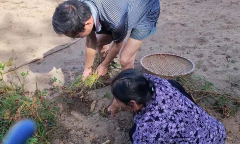 Hương vị đặc trưng