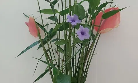 Lặng nghe hoa nở