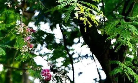 Câu hát – Tình người