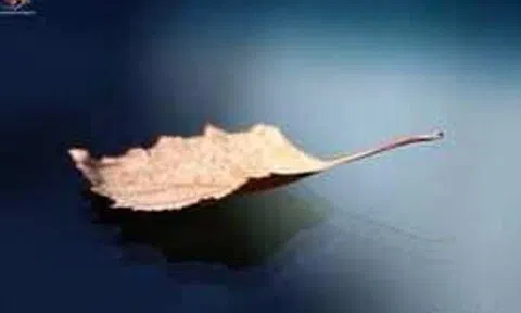 Chiếc lá khô mùa hè 