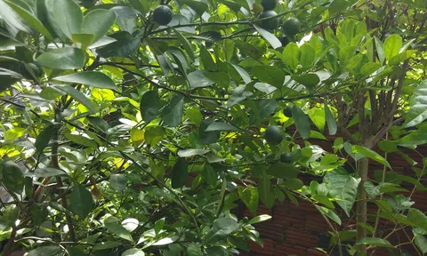 Trái tắc (trái hạnh, quả quất) muối