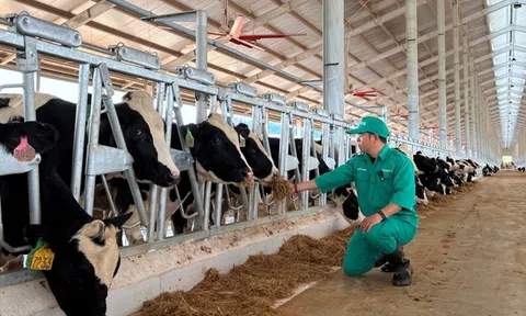 Hành trình đàn bò sữa 1000 con từ Mỹ của Vinamilk “quá cảnh” Việt Nam để về Trang trại tại Lào