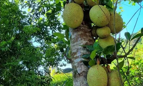 Ngọt ngào mít mật, mít dai