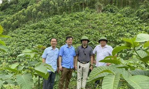 Tuyên Quang: Công ty TNHH MTV Lâm nghiệp Tuyên Bình bảo vệ và phát triển rừng