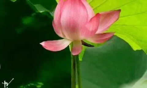 Chuyện kể về con muỗi thời nay