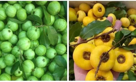 Làng quê mùa ổi chín