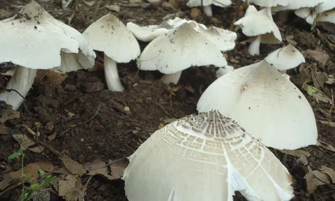 Nấm mối - hương vị tuổi thơ 