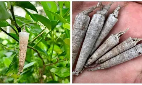 Đồ chơi trẻ con đã mất