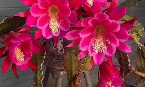 Anh bế con cho, em ăn cơm trước đi