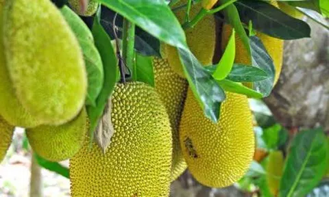 Mùi mít tuổi thơ