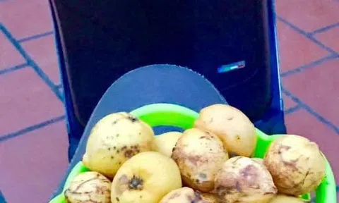 Mùa bứa chín với chị tôi! (Hậu chuyện: Mùa sém chín)