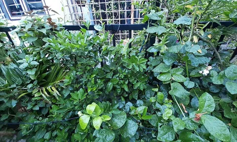 Rừng xanh không tiếng ve kêu