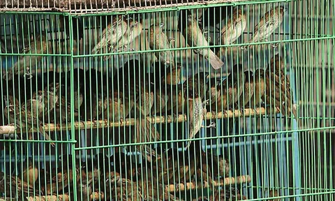 Tiếng chim kêu mùa báo hiếu