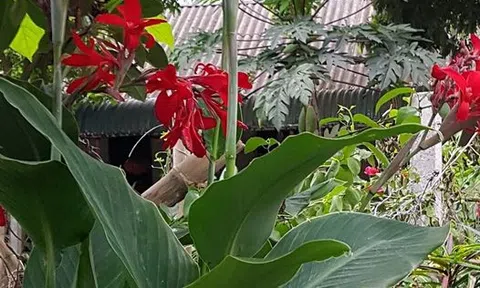 Người cũ