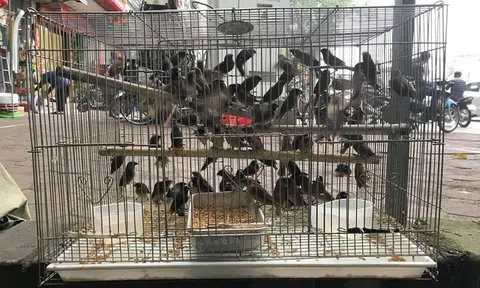 Hoạ nạn mùa báo hiếu