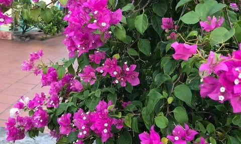 Nỗi buồn ai tỏ